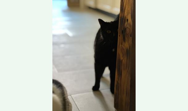 Cover Crémation pour Crevette ✨