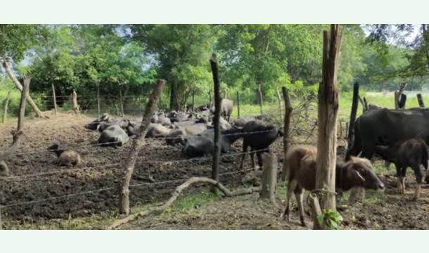 Cover Help Me Start a Dairy Farming Business