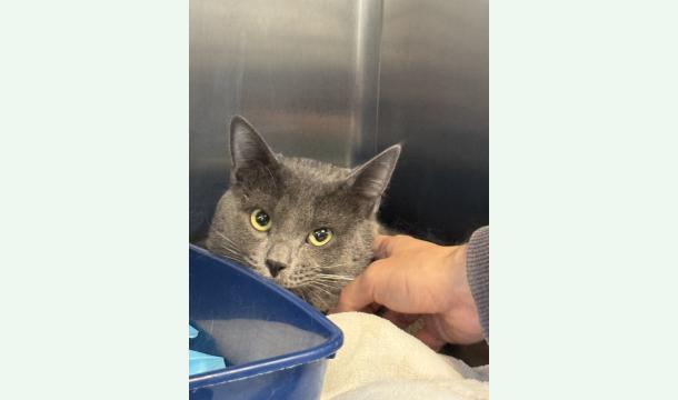 Cover Sauver Knuckles 🐈‍⬛✨