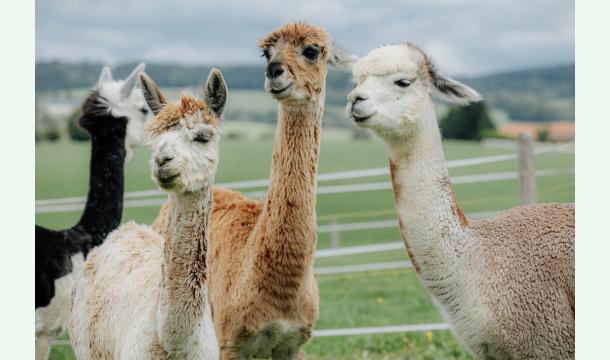 Cover Le Bus des Alpagas, Lamas - Soutenir  les balades en montagnes de la Ferme Verte Valéée