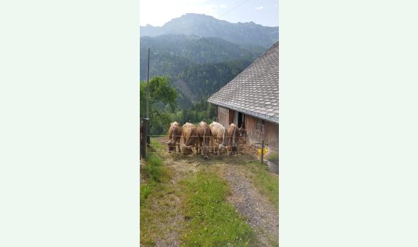 Cover Ein Dach für Tiere auf der Alp