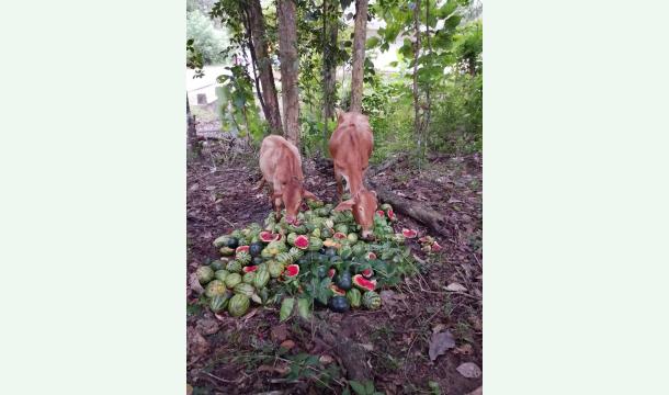 Cover Help me for save cows 