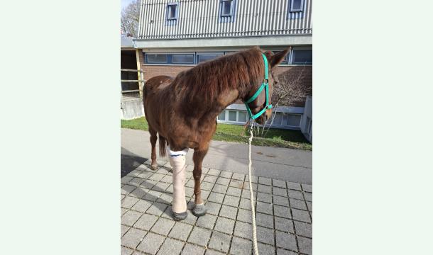 Cover 💕🐴Rüebli etc. fürd Lilly🐴💕