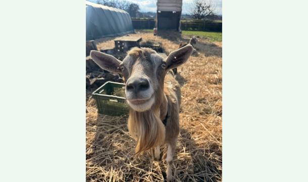 Cover Aidez-nous à financer un tracteur tondeuse pour le Sanctuaire