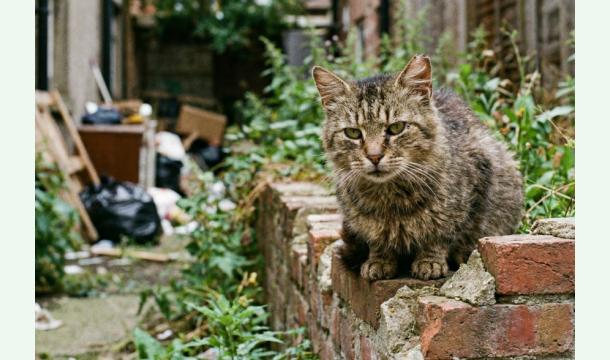 Cover Give stray cats a home