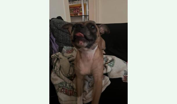 Cover SVP Aidez ma Shanel à vivre plus paisiblement 🙏🏼