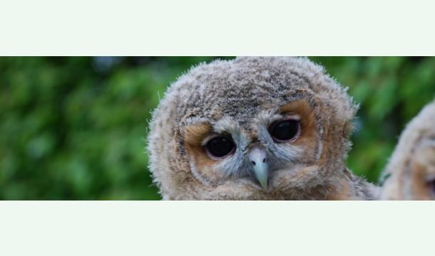 Cover Spenden statt Geschenke