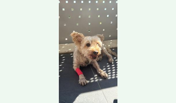 Cover Soins vétérinaires