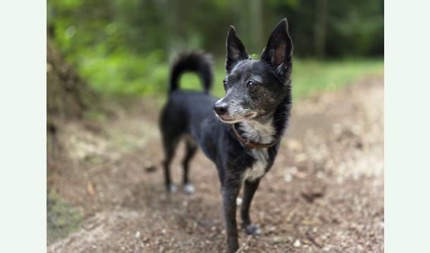 Cover Aidez notre adorable chienne Nina 