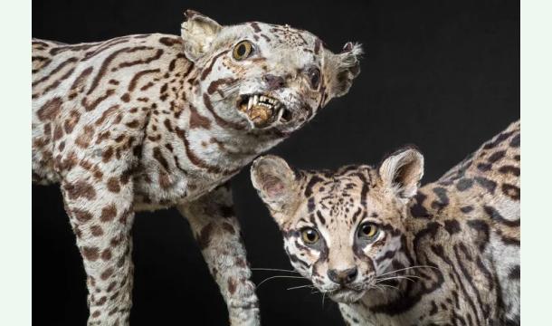 Cover Soutenance de thèse MC