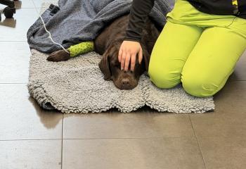    Notre chienne a besoin d’aide 