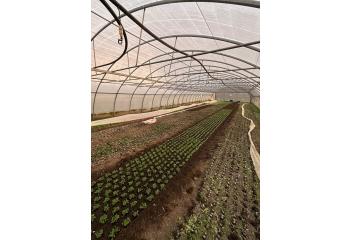Soutien équipe maraîchers indépendants BIO/ Vaud 