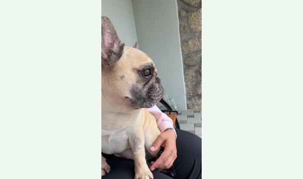 Cover Une aide pour les soins importants de notre petit bouledogue français Acura 