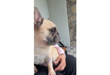 Une aide pour les soins importants de notre petit bouledogue français Acura 