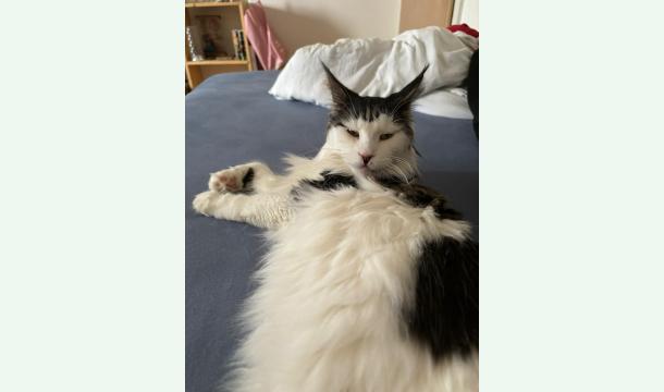 Cover Sauvons la patte à Ziva