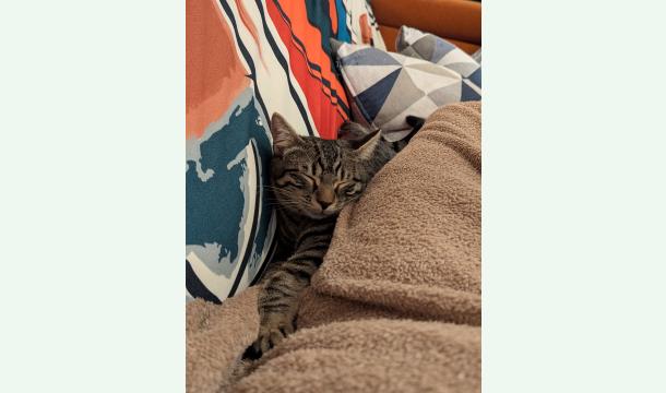 Cover Sauvons la patte de Ike, le chat "parachutiste" 