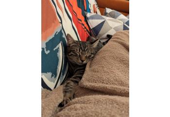 Sauvons la patte de Ike, le chat "parachutiste" 