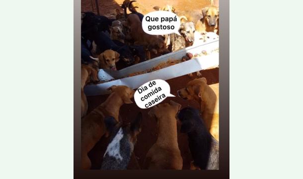 Cover Aide pour le refuge dé chien 🐶 au Brasil