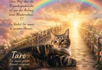Hilfe für unseren geliebten Kater – jede Unterstützung zählt ❤️