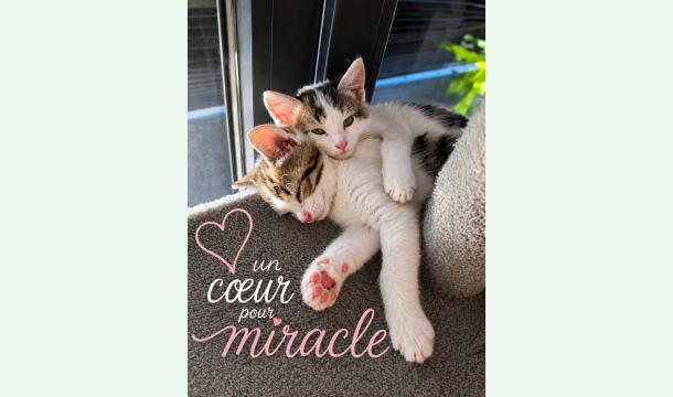 Cover SOS : L’association "Un Cœur pour Miracle" a besoin de vous pour recommencer à sauver des vies