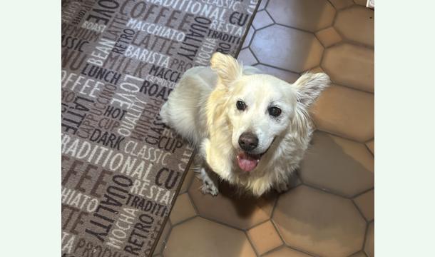 Cover 🐶 Aidez Sky ❤️