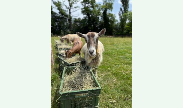 Cover Aidez-vous à sécuriser les animaux de notre Sanctuaire