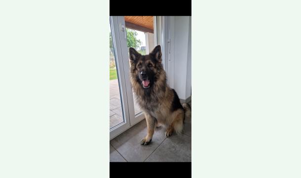 Cover Facture pour une amputation d'un chien