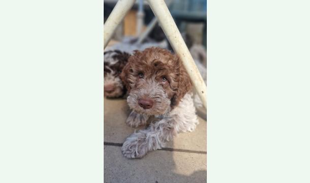 Cover Gemeinsam für Yuna und Lagotto Hündin Ivy! 🐾