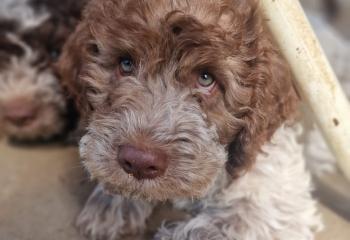 Gemeinsam für Yuna und Lagotto Hündin Ivy! 🐾