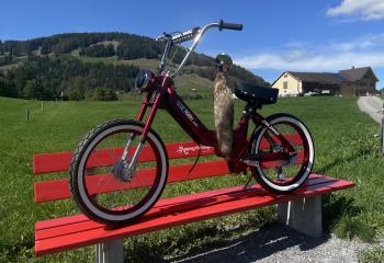 Mein Traum einer Puch maxi n