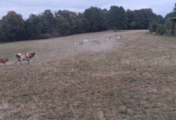 Soutien à Alfred et sa ferme