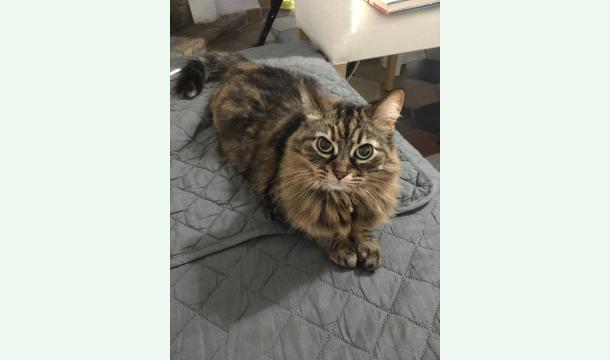 Cover Richiesta di aiuto