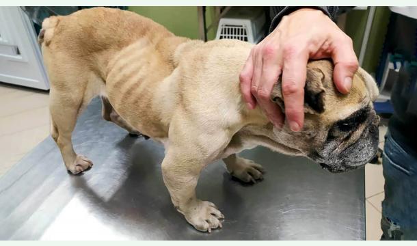 Cover Luna Needs Emergency Surgery