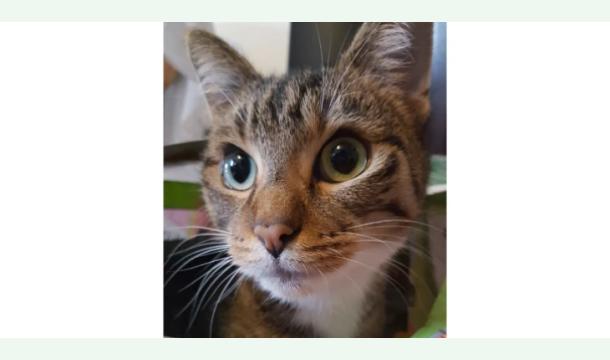 Cover Hilfe für Kater Launi nach Schlaganfall