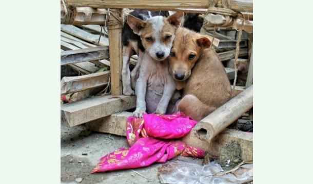Cover Save the Strays in Turkey