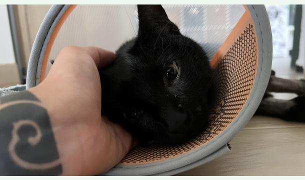Cover Dhin à besoin de vous suite à un accident de la route …. 🐈‍⬛🚨🖤