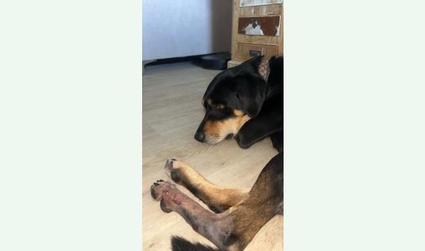 Cover Aidez Hayko à rembourser son opération 🐾