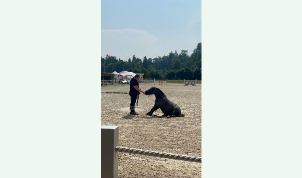 Cover Kleine Hufe grosser Traum 