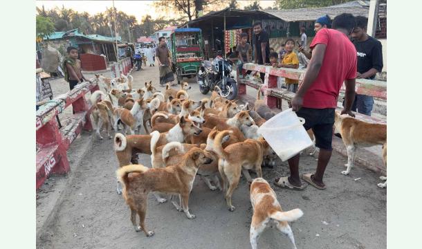 Cover Rescue & Shelter for Stray Dogs in Bangladesh