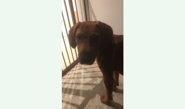 Cover Mon chien est malade