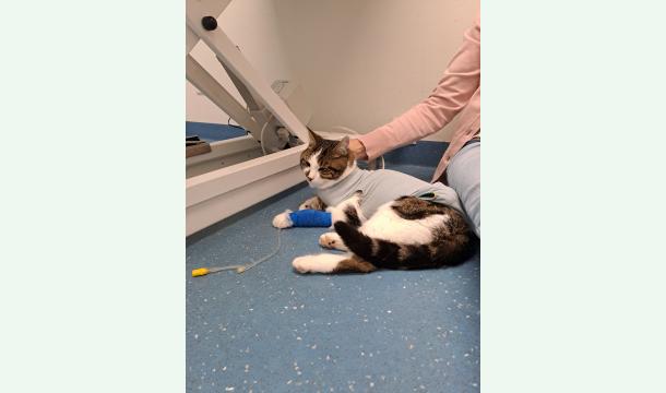 Cover Coup de patte pour Mavi / Pfotenstups für Mavi🐾🐈