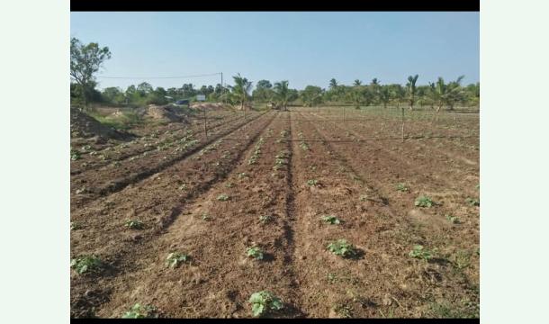 Cover "Grow Green: Support My Home Vegetable Nursery"* 