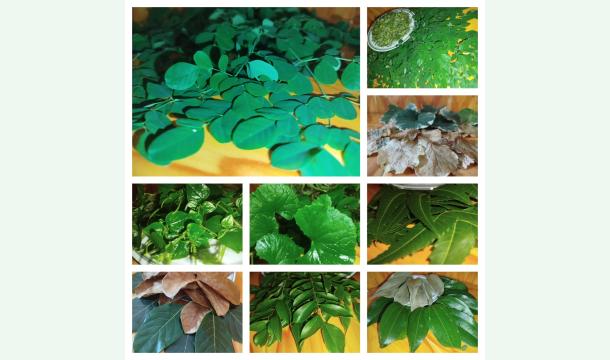 Cover Funding Request for the Purchase of Dehydration Technology to Establish a Small-Scale Business