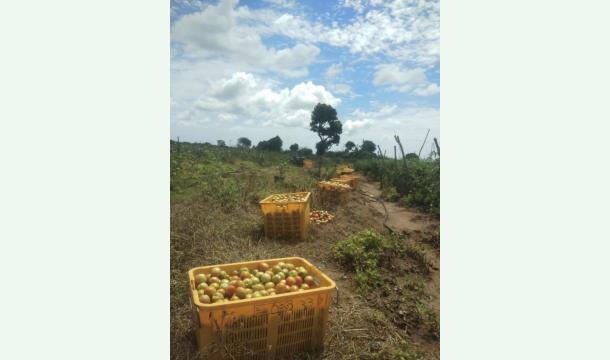 Cover Urgent Request for Support – Help Improve My Farming Business