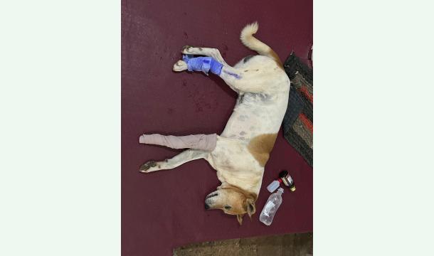 Cover He takes care of injured and disabled dogs and returns them to their owners.