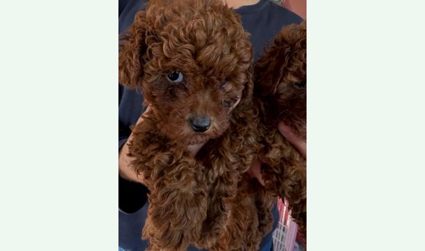 Cover Marina et Stella