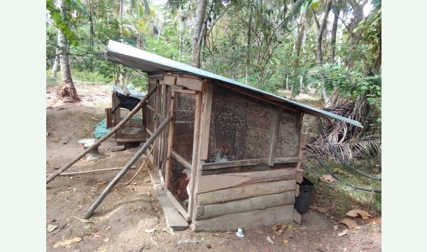 Cover Getting help raising chickens.