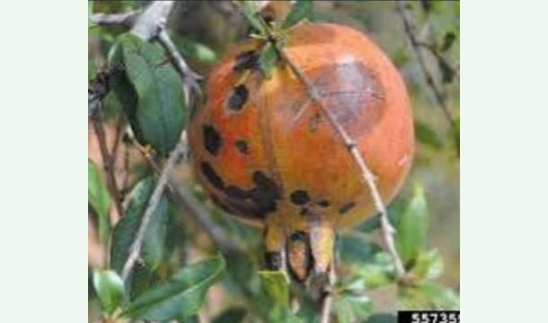 Cover Support Research: Identify the Causal Pathogen of Black Spot Disease in Pomegranates (Sri Lanka)