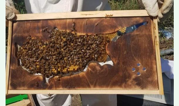 Cover Queens & Honeybees Breeding Station 