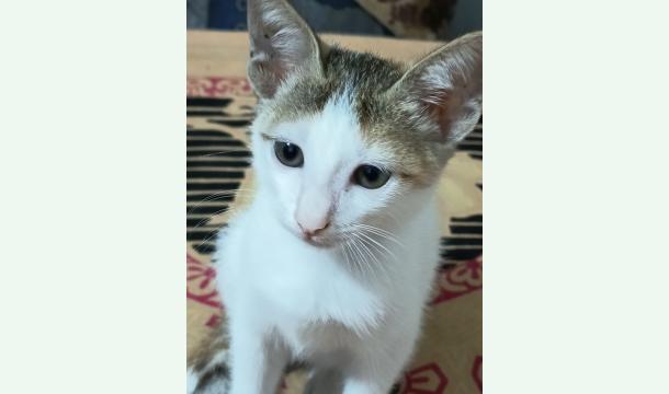 Cover Oh, this innocent little pussy, I want to help him, please help him.